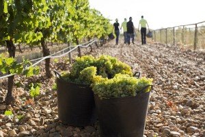 vendimia_verdejo_rueda_menade